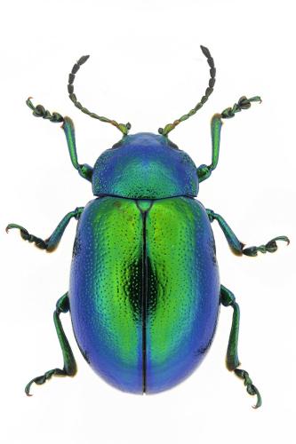Réf. 300 221 : Chrysolina graminis